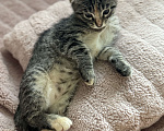 Кошки в Ореховом-Зуево: Котенок в добрые руки Девочка, Бесплатно - фото 2