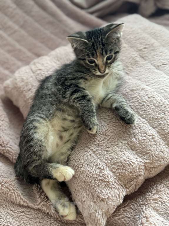 Кошки в Ореховом-Зуево: Котенок в добрые руки Девочка, Бесплатно - фото 2