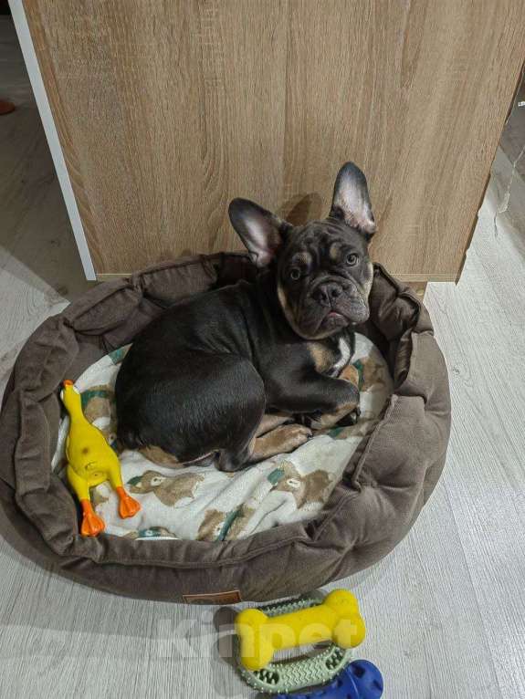 Собаки в Краснодаре: Французский бульдог, щенок Мальчик, 50 000 руб. - фото 4