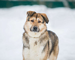 Собаки в Москве: Тобби Мальчик, Бесплатно - фото 5