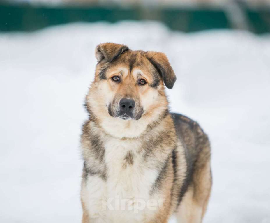 Собаки в Москве: Тобби Мальчик, Бесплатно - фото 5