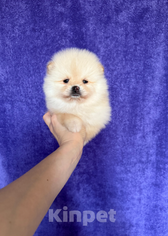 Собаки в Москве: Мини мальчик Мальчик, 25 000 руб. - фото 1