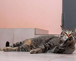 Кошки в Калуге: Барсик – само обаяние, полосатый позитив. Молодой кот в добрые руки. Мальчик, Бесплатно - фото 5