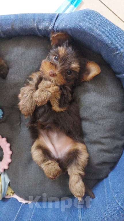 Собаки в Санкт-Петербурге: Йоркширский терьер Девочка, 40 000 руб. - фото 2