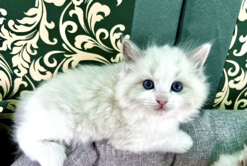 Кошки в Москве: Котята породы рэгдолл Девочка, 50 000 руб. - фото 5