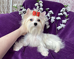 Собаки в Москве: Голубоглазый йорк белая девочка Девочка, 120 000 руб. - фото 6