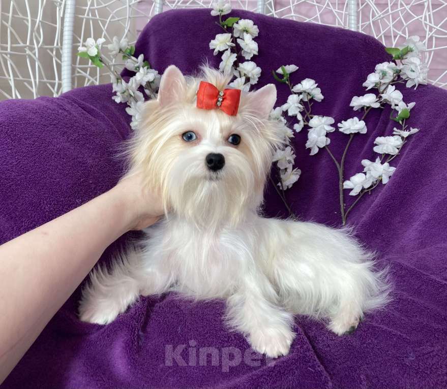 Собаки в Москве: Голубоглазый йорк белая девочка Девочка, 120 000 руб. - фото 6