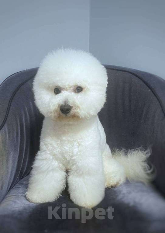 Собаки в Москве: Лиан-роскошь из "Изумрудного Рая" Мальчик, 120 000 руб. - фото 3