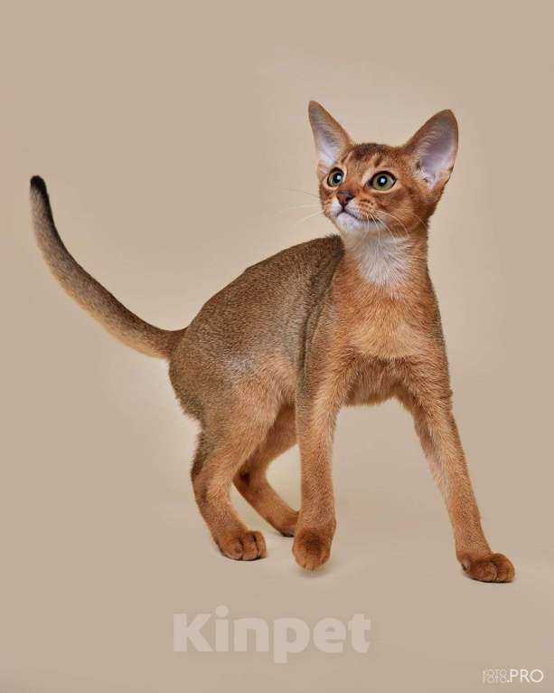 Кошки в Бердске: ПРОДАЖА 💎  Девочка, 50 000 руб. - фото 2