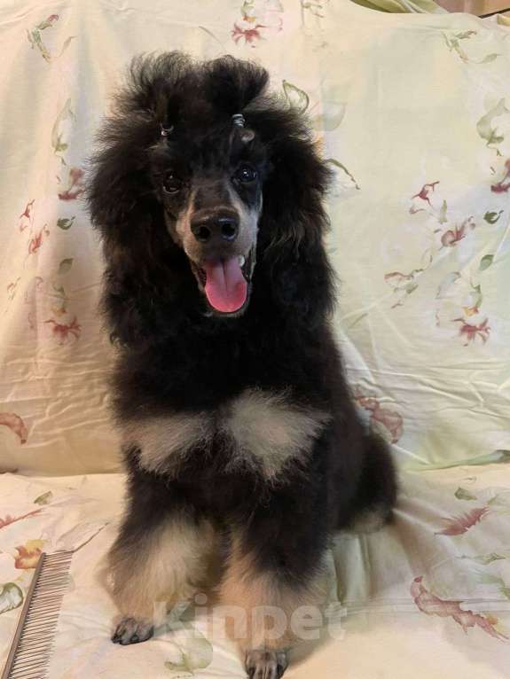 Собаки в Москве: Пудель окраса черно-подпалый кобель Мальчик, Бесплатно - фото 3