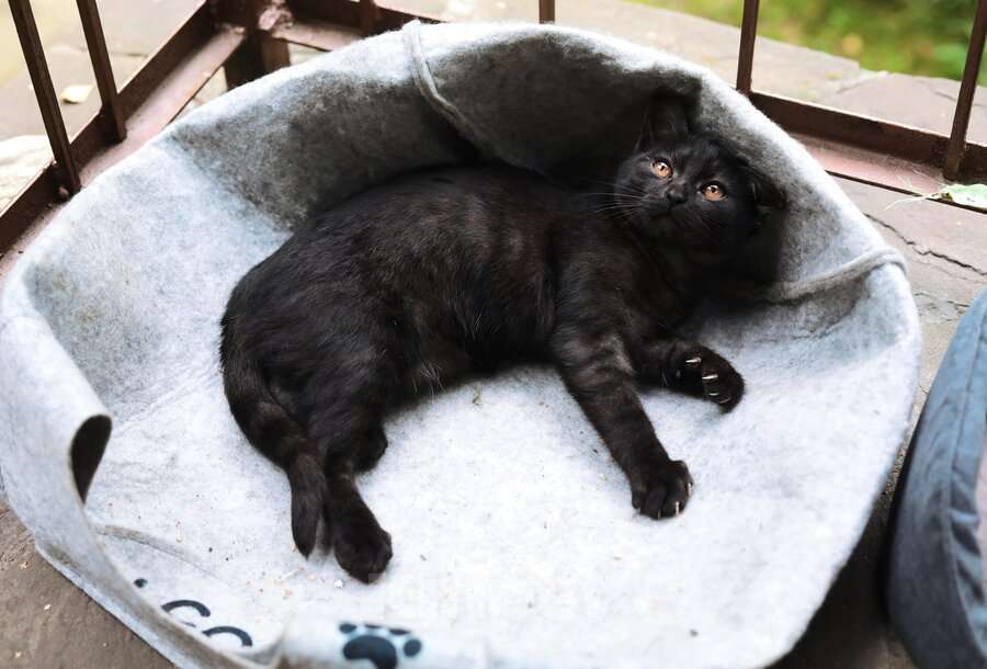 Кошки в Москве: Ищут дом 2 чудесных котенка. Мальчик, Бесплатно - фото 7