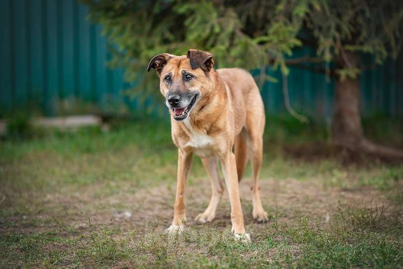 Собаки в Москве: Бонус Мальчик, Бесплатно - фото 4