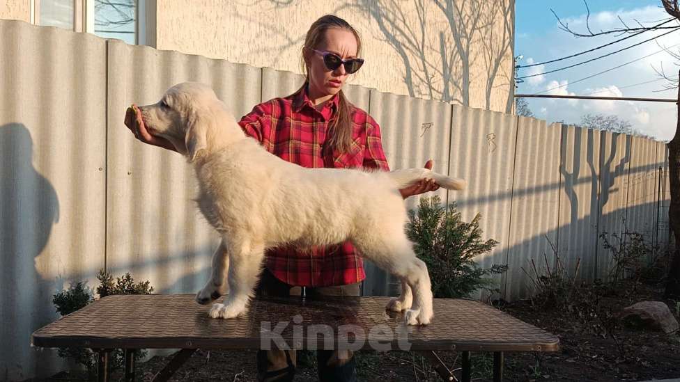 Собаки в Москве: Щенки ретривера, мальчики Мальчик, 60 000 руб. - фото 2