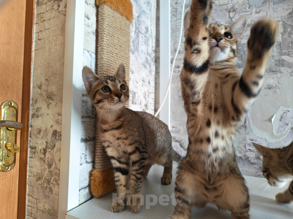 Кошки в Ногинске: Продам бенгальских котят Девочка, 5 000 руб. - фото 6