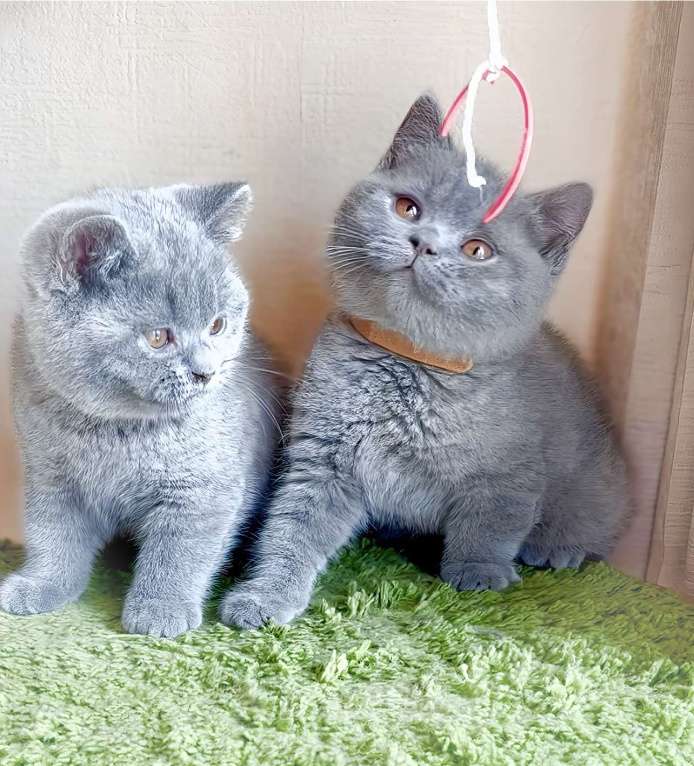 Кошки в Москве: Продаются супер британские к/ш котята Мальчик, Бесплатно - фото 5