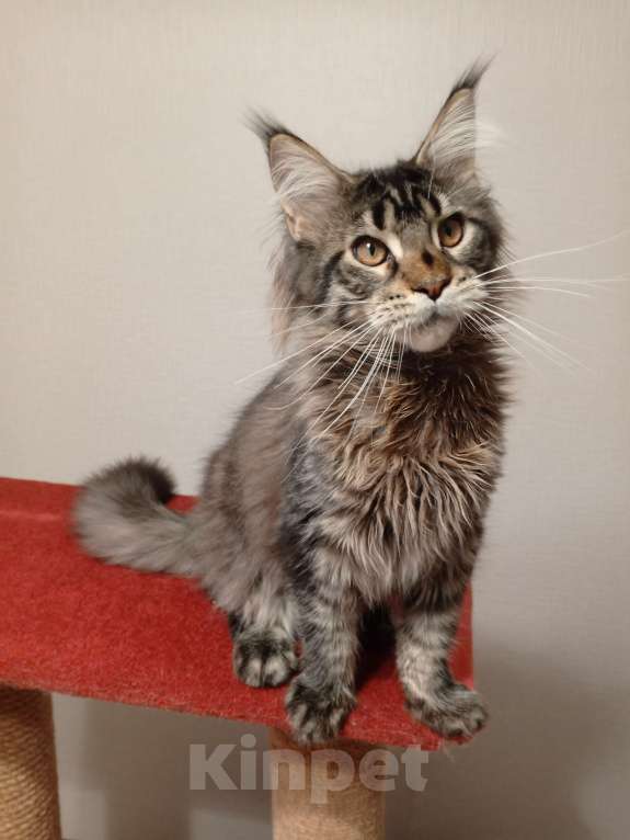 Кошки в Краснодаре: Котёнок мейн-кун Мальчик, 25 000 руб. - фото 4