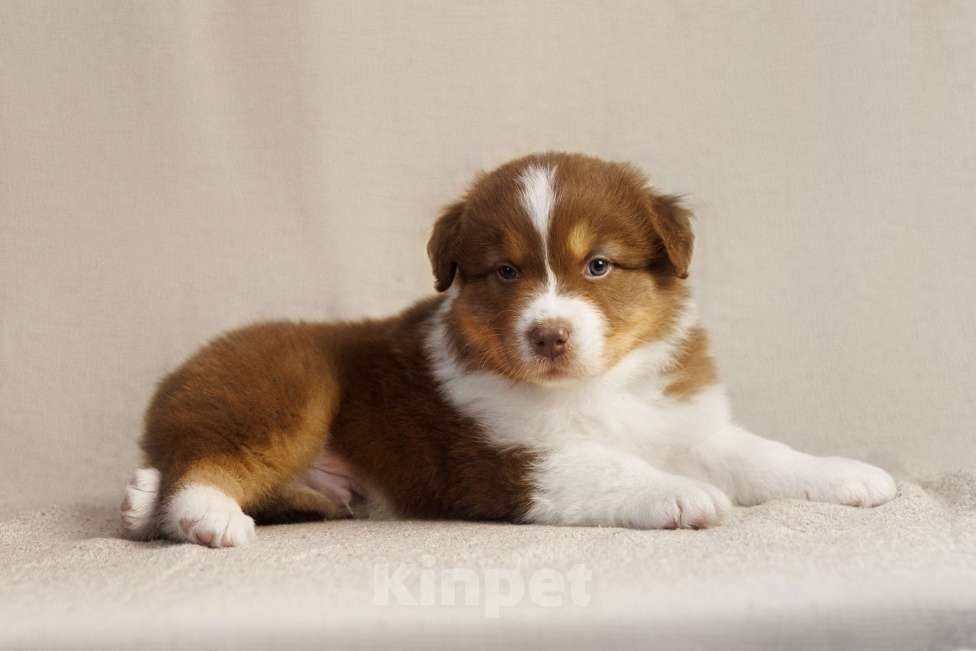 Собаки в Москве: Продаются щенки австралийской овчарки Разнополые, Бесплатно - фото 4