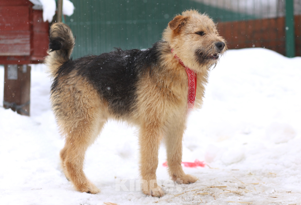 Собаки в Москве: щенок Арчи в добрые руки Мальчик, Бесплатно - фото 8