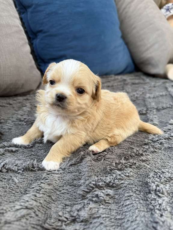 Собаки в других городах Московской области: Мальчик чихуахуа Габриель Мальчик, 60 000 руб. - фото 4