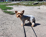 Собаки в Туле: Жених на вязку♡+♡=♡, 2 000 руб. - фото 5