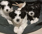 Собаки в Москве: Очаровательные щенки гаванского бишона Девочка, 80 000 руб. - фото 2