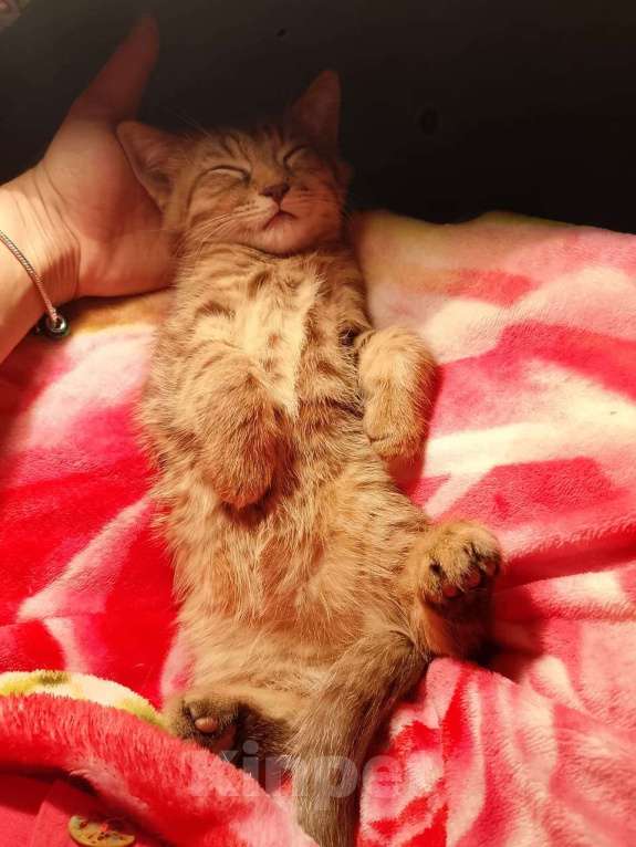 Кошки в Кашире: Котенок Тишка Мальчик, 5 000 руб. - фото 2