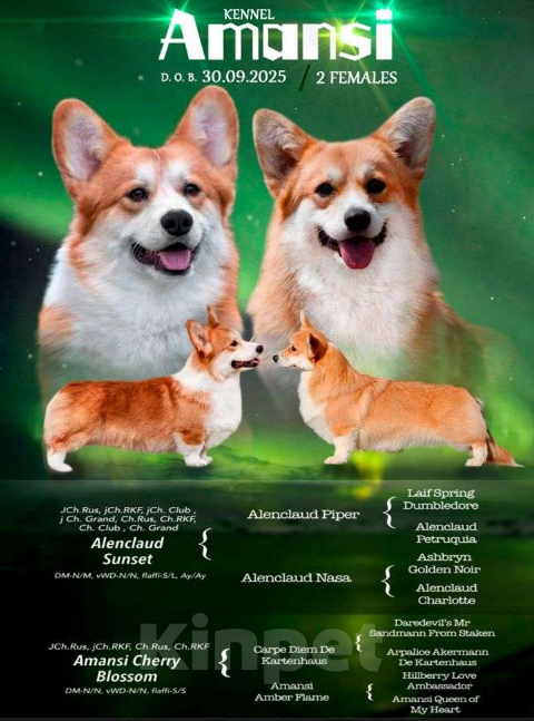 Собаки в Москве: Amansi Je t'aime Девочка, 70 000 руб. - фото 1