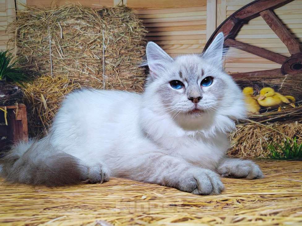 Кошки в других городах Московской области: Мальчик Обеликс Мальчик, 40 000 руб. - фото 1