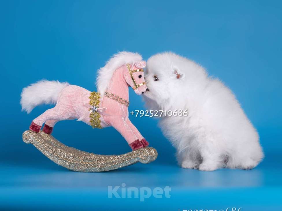 Собаки в Москве: Белая девочка шпиц Девочка, 80 000 руб. - фото 3