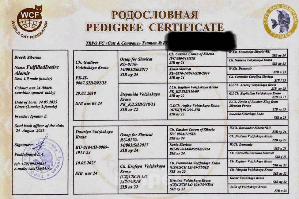 Кошки в Тюмени: Сибирский котёнок Мальчик, 50 000 руб. - фото 7