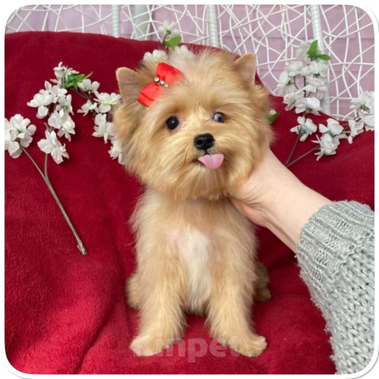Собаки в Москве: Рыжий йорк с голубыми глазами мини девочка Девочка, 95 000 руб. - фото 2