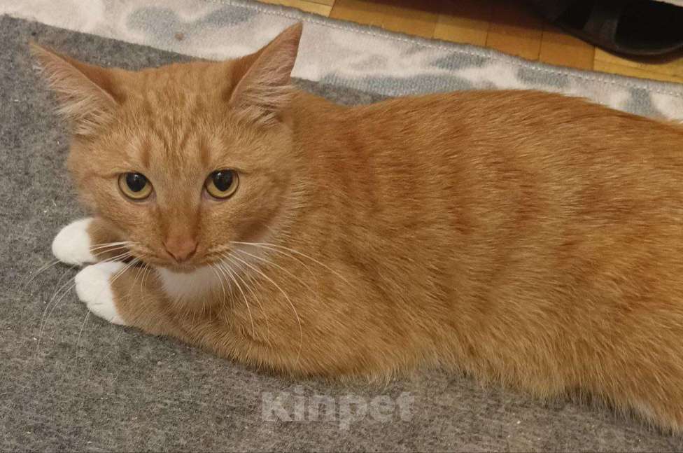 Кошки в Ижевске: Пропала кошка Девочка, 5 000 руб. - фото 1