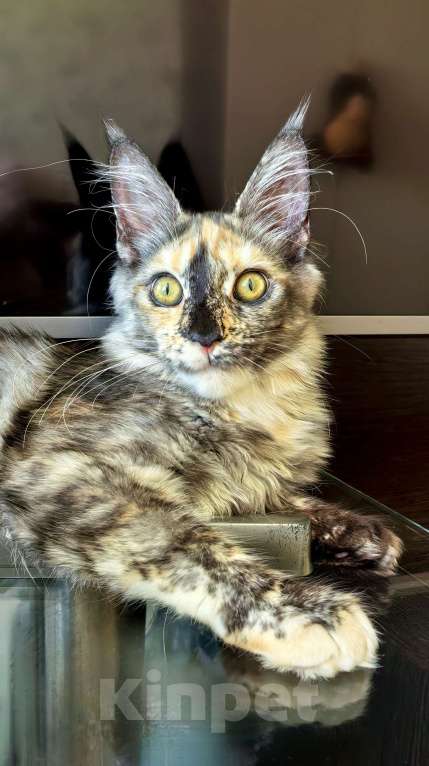 Кошки в Краснодаре: ОЛИВИЯ Девочка, 45 000 руб. - фото 7