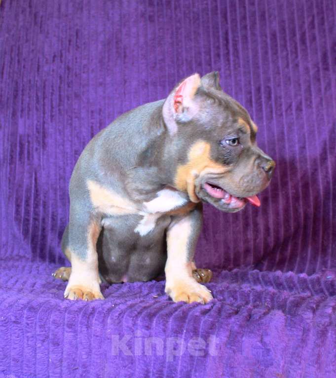 Собаки в Москве: Девочка американский булли. Девочка, 90 000 руб. - фото 8