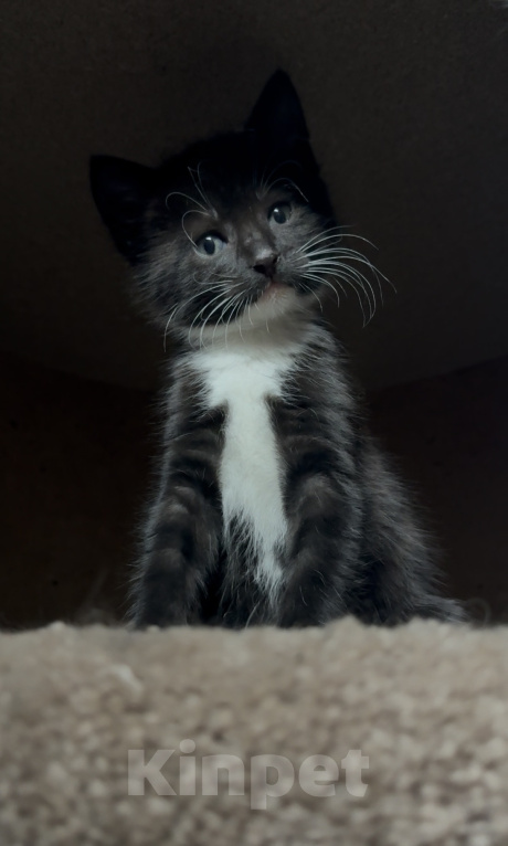 Кошки в Калининграде: Необыкновенно-красивая девочка😽1.5 мес Девочка, Бесплатно - фото 2