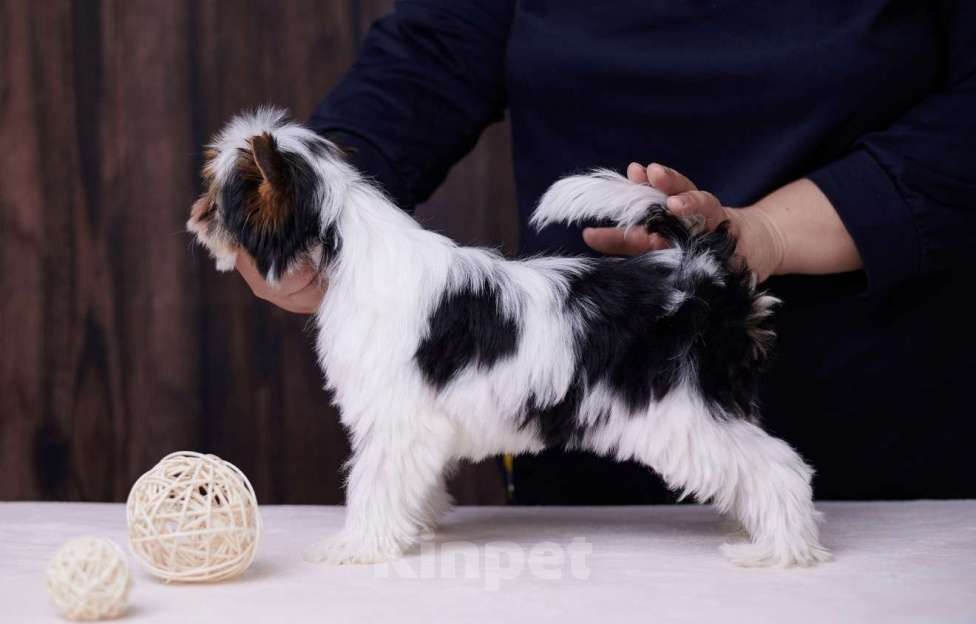 Собаки в Челябинске: Бивер терьер кобель Мальчик, Бесплатно - фото 2