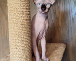 Кошки в Лобне: Котята канадского сфинкса  Мальчик, Бесплатно - фото 7