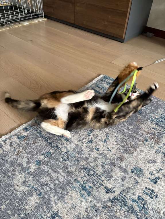 Кошки в Москве: Котенок Яшма Девочка, Бесплатно - фото 5