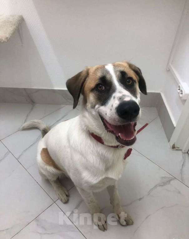 Собаки в Москве: Самый добрый пёс с самым тяжёлым началом Мальчик, Бесплатно - фото 2