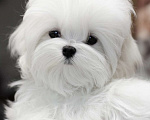 Собаки в Иваново: Мальтезе девочка Девочка, 70 000 руб. - фото 1