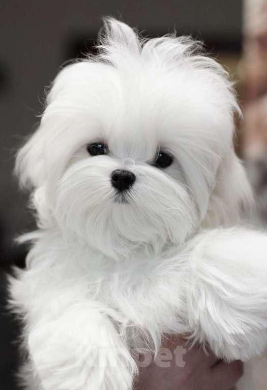 Собаки в Иваново: Мальтезе девочка Девочка, 70 000 руб. - фото 1