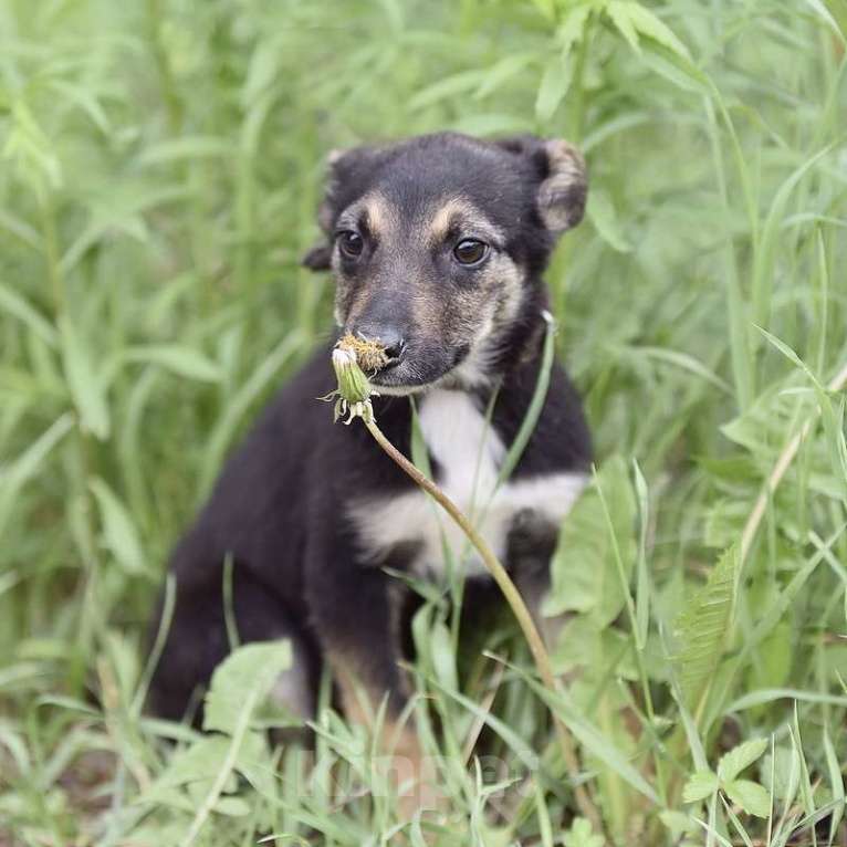 Собаки в Москве: Крошечная собачка Мими в добрые руки Девочка, 1 руб. - фото 4