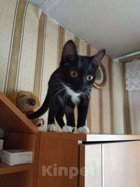 Кошки в Новосибирске: Найдена кошечка Девочка, 2 руб. - фото 1