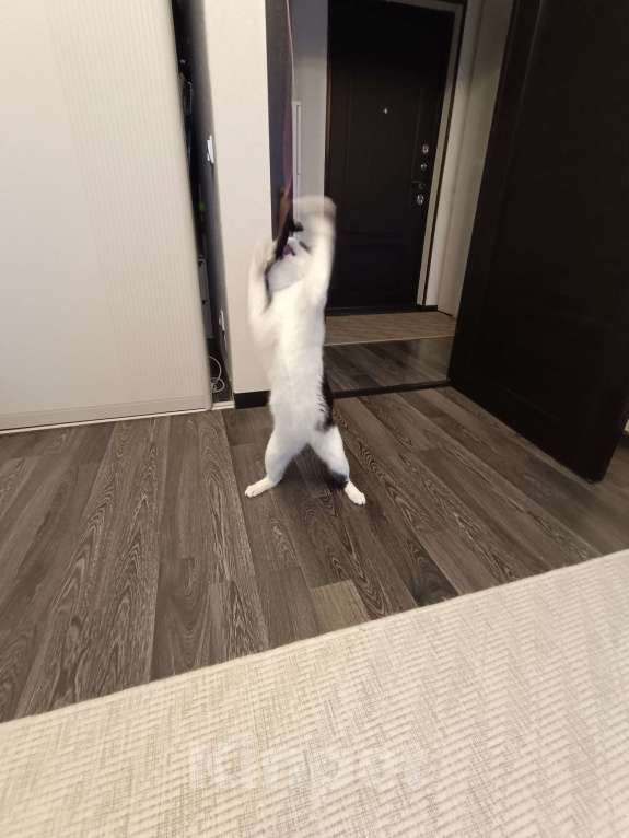 Кошки в Санкт-Петербурге: Найден кот, отдам в добрые руки Мальчик, Бесплатно - фото 3