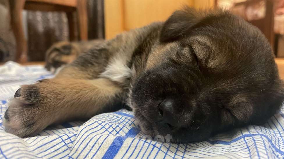 Собаки в Екатеринбурге: Щенки в добрые руки Мальчик, 500 руб. - фото 7