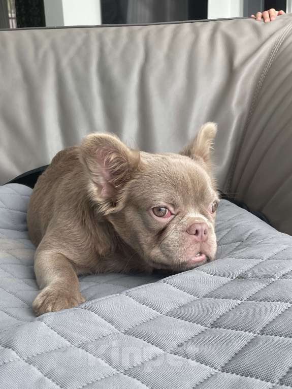 Собаки в Санкт-Петербурге: Девочка Изабелла флаффи Девочка, 100 000 руб. - фото 2