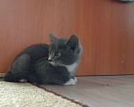 Кошки в Омске: Отдам котенка Девочка, Бесплатно - фото 1