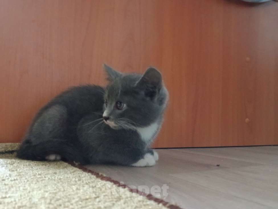 Кошки в Омске: Отдам котенка Девочка, Бесплатно - фото 1