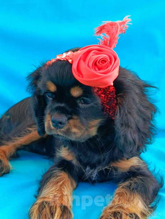 Собаки в других городах Московской области: Щенки ККЧС ОРАС ЧЕРНО-ПОДПАЛЫЙ Девочка, 100 000 руб. - фото 2