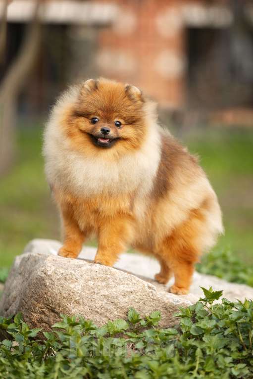 Собаки в Пушкино: Красавец померанец! Мальчик, 50 000 руб. - фото 6